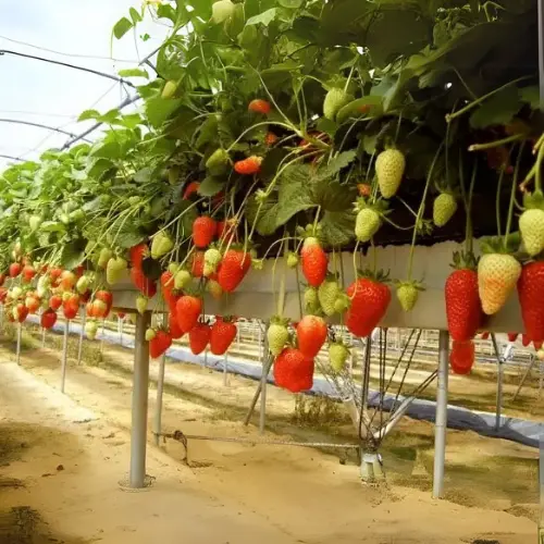 Topraksız Tarım Çilek Kanalı – 3 Metre - Görsel 2