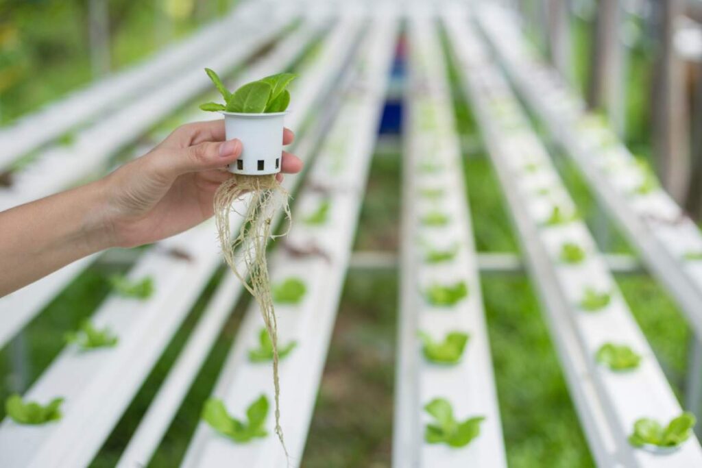 Topraksız Tarımda En Verimli Bitkiler ve Bakım Önerileri