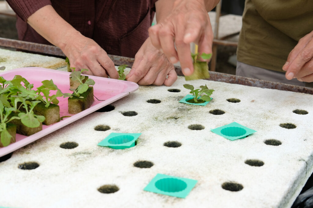 Evde topraksız tarım