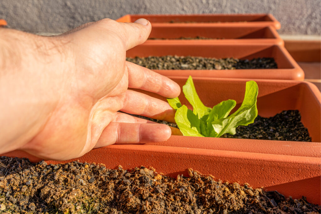 evde topraksız tarım
