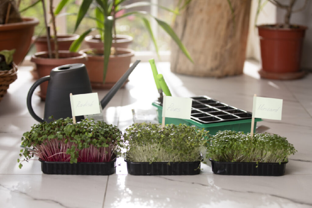 Evde Topraksız Tarım