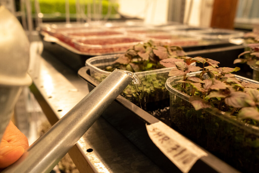 Evde topraksız tarım