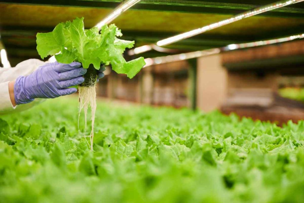 Topraksız Tarım ile Dört Mevsim Taze Ürün