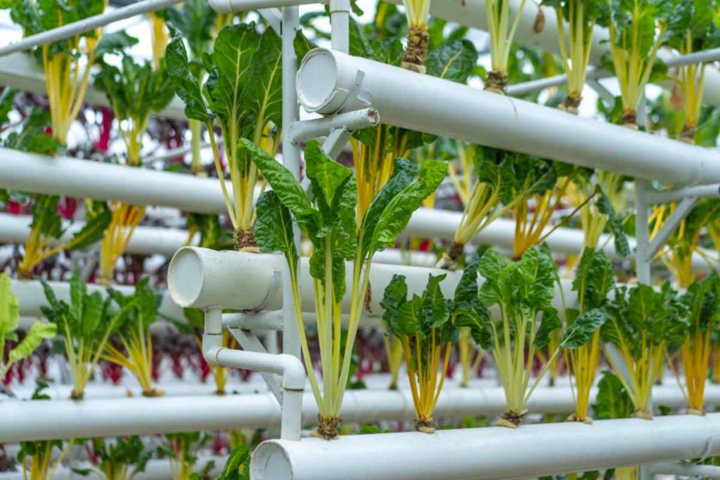 Hobi Tarım için En Pratik Malzemeler