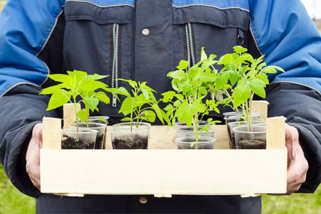 Topraksız Tarımın Şehir Yaşamına Katkıları