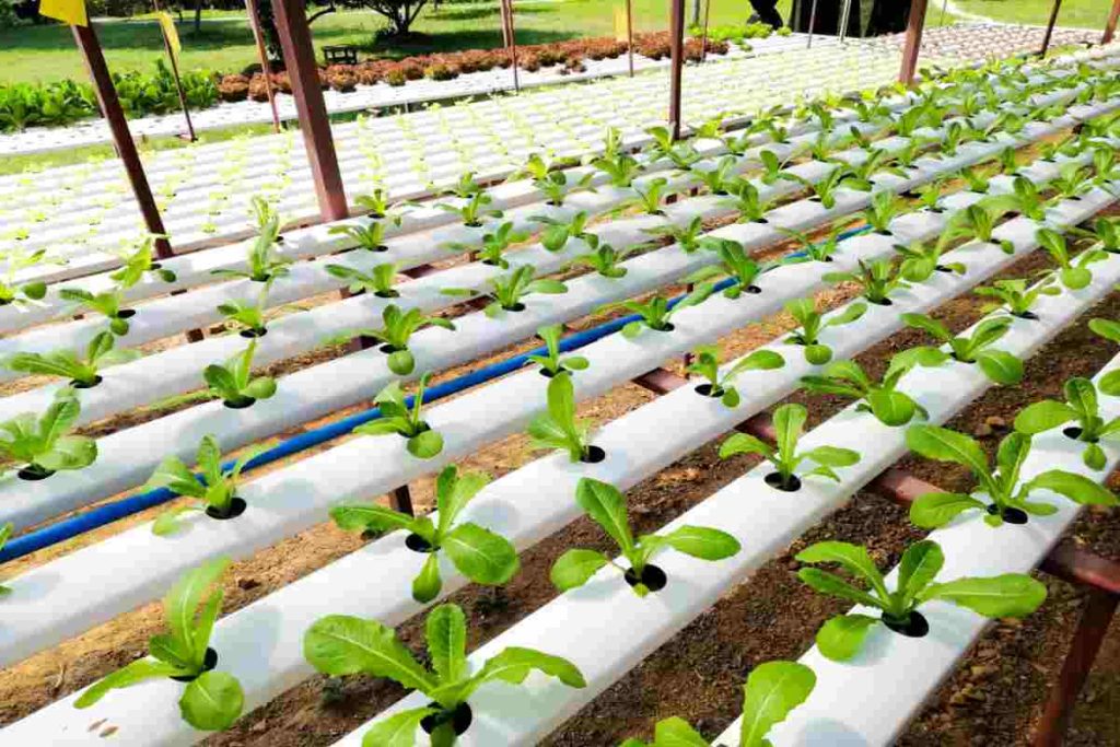 Bitki Besinleri ve Topraksız Tarımda Kullanımı