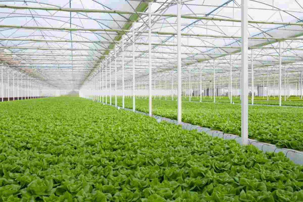 Hobi İçin Topraksız Tarım Setleri Rehberi