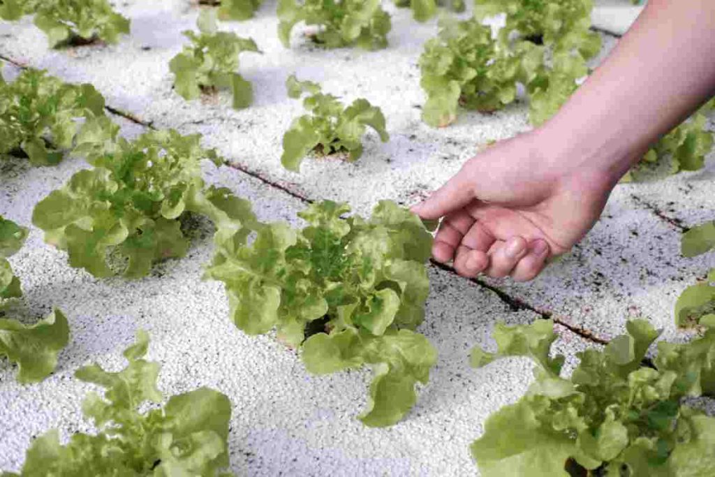 Topraksız Tarım ile Balkon Bahçeciliği