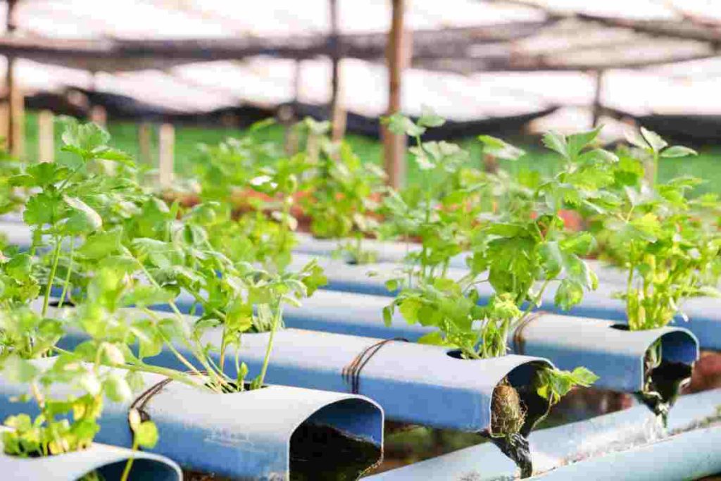 Topraksız Tarımda En Çok Yapılan Hatalar