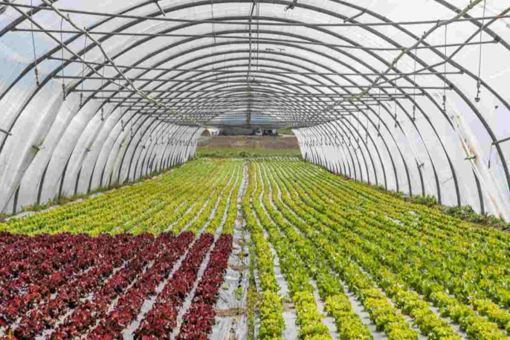 Türkiye’de Topraksız Tarımın Geleceği